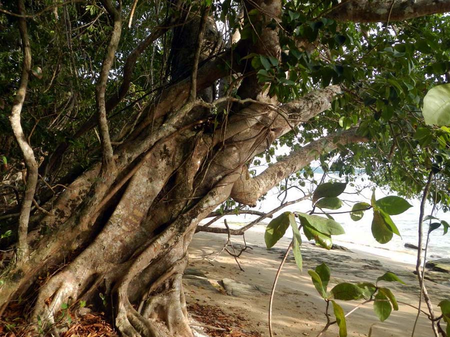 Ein Ficus Altissima Baum am Strand von Koh Thmei