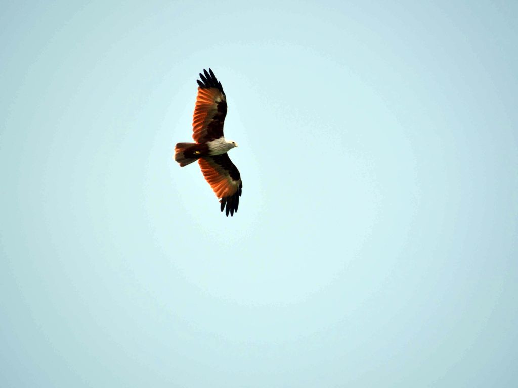 Brahminy Kites und auch verschiedene andere Adlerarten kann man oft bei der Jagd beobachten