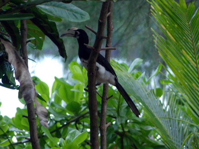 The hornbills (Anthracoceros albirostris) are widespread on Koh Thmei