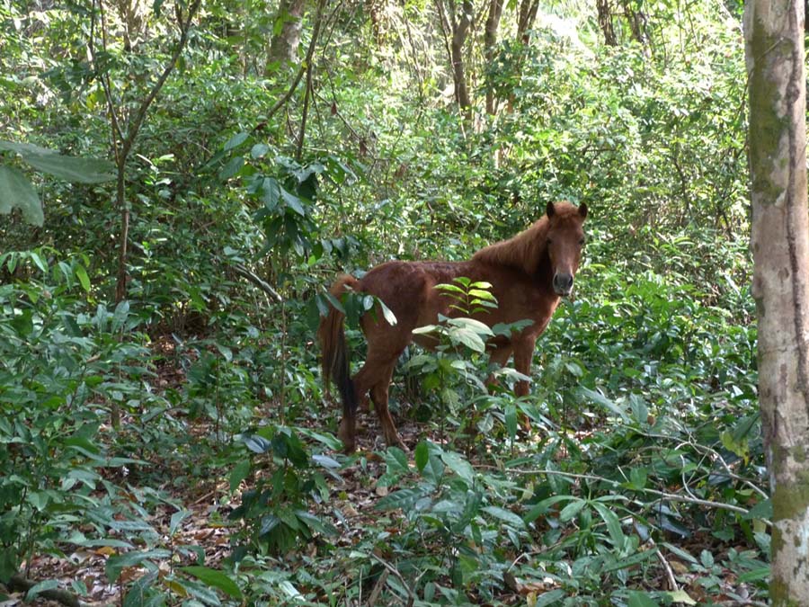 Lina, Malies and Coco roam the forests and meadows of Koh Thmei all day