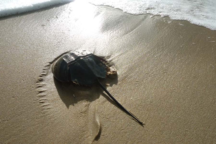 Horseshoe crabs (Limulidae) are occasionally found on the beach at Koh Thmei