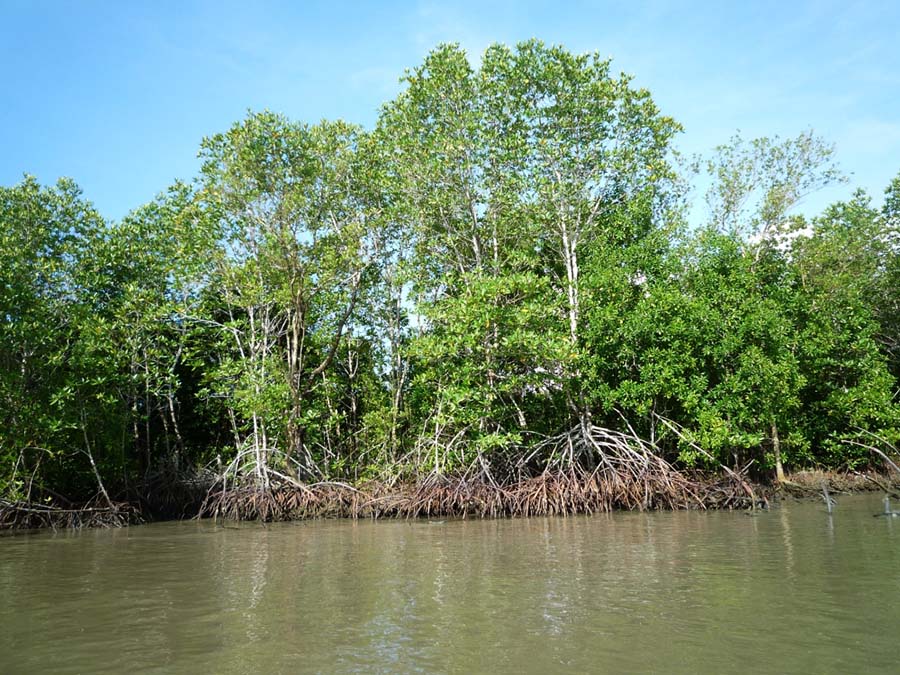 Mangrovenwald an der Küste der Insel Koh Thmei im Ream National Park im Süden von Kambodscha