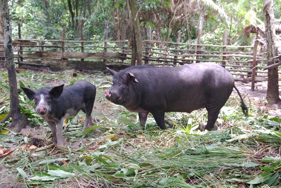 The two pigs Bodo and Beppo have been with us since 2011