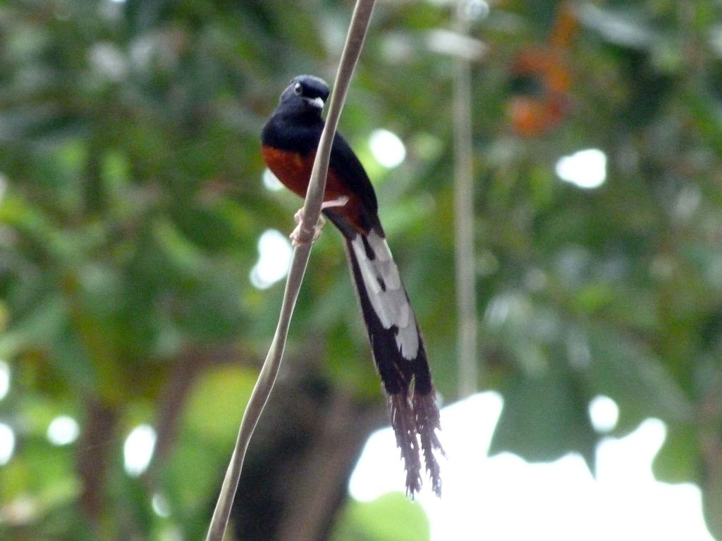 The White Rumped Shama like to nest nearby