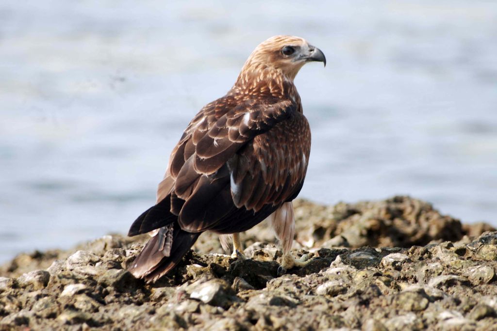 Kavita and Michael raised the Brahminy Kite and successfully released it